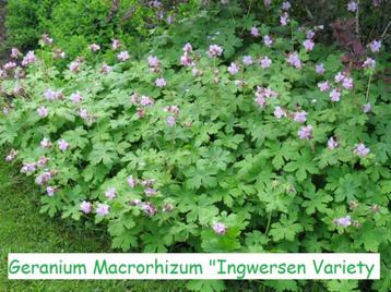 Geranium macrorhizzum "Ingwersen's Variety" beschikbaar voor biedingen