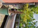 Palmboom, Tuin en Terras, Ophalen, Palmboom