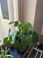Grote pannenkoekenplant, Ophalen