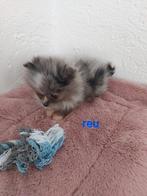 Dwergkeesjes/pomeriaantjes, Animaux & Accessoires, Loulou, Plusieurs, Parvovirose, Belgique