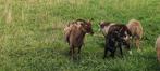 Soay ooien, Dieren en Toebehoren