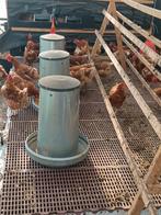 Bruine legkippen, Dieren en Toebehoren, Vrouwelijk, Kip