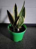 sanseveria, Ophalen