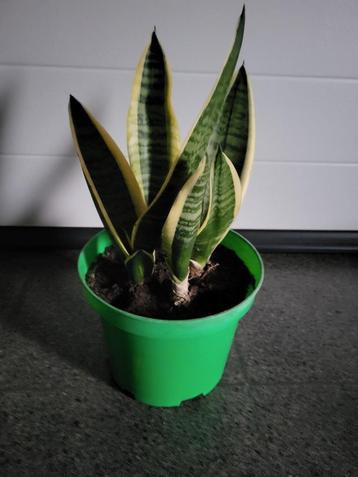 sanseveria  beschikbaar voor biedingen