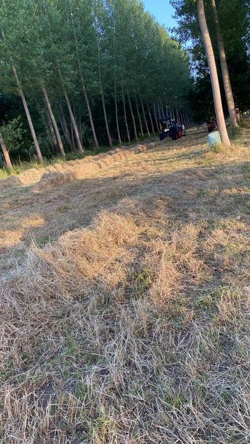 Midi balen droog hooi te koop eerste snee 2025 beschikbaar voor biedingen