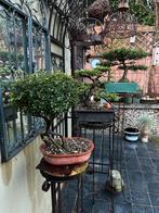 Bonsai boompjes te koop, Tuin en Terras, Planten | Bomen, Halfschaduw, Overige soorten, Lente, Minder dan 100 cm