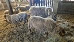 5 schapen, Dieren en Toebehoren, Overige Dieren