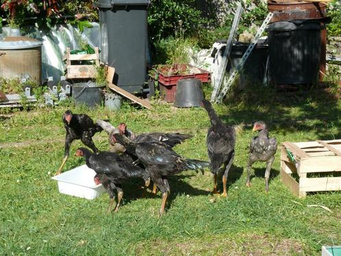 Coq Aseel à adopter, Dieren en Toebehoren, Pluimvee, Kip, Mannelijk