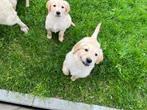 Golden retriever pups, Dieren en Toebehoren, CDV (hondenziekte), Meerdere, Golden retriever, 8 tot 15 weken