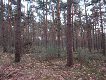 Bos te koop 0,4 hectare Kempen (omgeving Herentals)