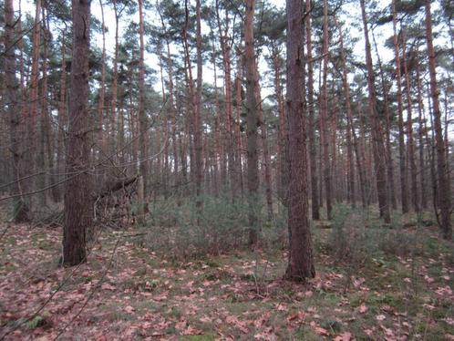 Bos te koop 0,4 hectare Kempen (omgeving Herentals), Immo, Terrains & Terrains à bâtir, 1500 m² ou plus, Ventes sans courtier