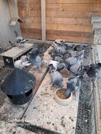Reisduiven, Animaux & Accessoires, Oiseaux | Pigeons, Plusieurs animaux, Pigeon voyageur