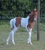 Minipaardje van 2024., Dieren en Toebehoren, Pony's, Hengst, Gechipt, 0 tot 2 jaar