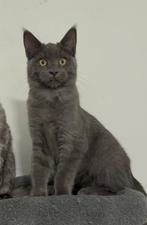 Kittens (maine coon), Dieren en Toebehoren, Katten en Kittens | Raskatten | Langhaar, Meerdere dieren, Gechipt, 0 tot 2 jaar