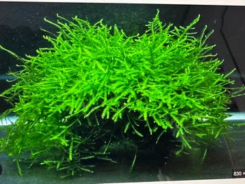 Aquarium java moss ideaal voor kwekers en garnalen beschikbaar voor biedingen