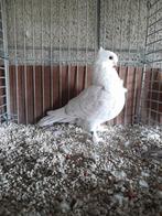 Oud-Oosterse Meeuw., Dieren en Toebehoren, Vogels | Duiven