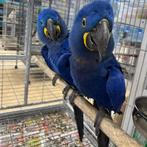 Bébés aras hyacinthes et œufs à couver fertiles disponibles, Plusieurs animaux, Perroquet, Parleur
