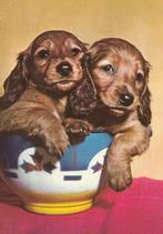 HONDEN    4, Verzamelen, Postkaarten | Dieren, Verzenden, Ongelopen, Hond of Kat