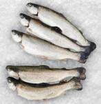 Verse forel/zalmforel, Ophalen