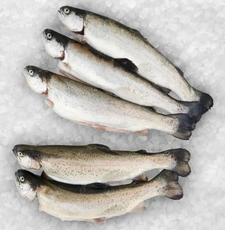 Verse forel/zalmforel, Diversen, Levensmiddelen, Ophalen