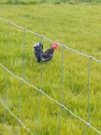 Haantje, Poule ou poulet, Mâle