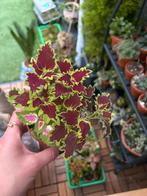 Coleus planten verschillende  kleuren, Tuin en Terras, Ophalen