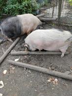 2 Varkens en 2 ganzen, Maart, Meerdere dieren