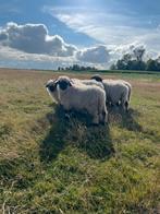 Walliser schwarznäse te koop/te ruil, Dieren en Toebehoren, Mannelijk, Schaap, 0 tot 2 jaar