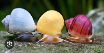 Appelslakken geel wit blauw bruin paars (bijna uitverkocht) beschikbaar voor biedingen