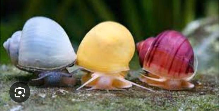 Appelslakken geel wit blauw bruin paars (bijna uitverkocht), Dieren en Toebehoren, Vissen | Aquariumvissen, Zoetwatervis, Slak of Weekdier