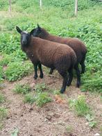 Lammeren ooi en bok, Dieren en Toebehoren, Meerdere dieren, Schaap, 0 tot 2 jaar