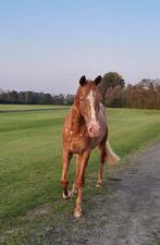 Brave 4 jr allround D pony, Dieren en Toebehoren, Pony's, Ruin, Zadelmak