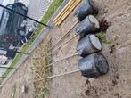 4 Leilinde bomen, Tuin en Terras, Ophalen