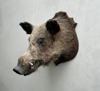 Mooie grote kop van wild everzwijn - taxidermie, Ophalen of Verzenden, Gebruikt, Wild dier, Gewei of Kop