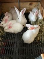 Wit van dendermonde konijnen jongen, Animaux & Accessoires, Lapins