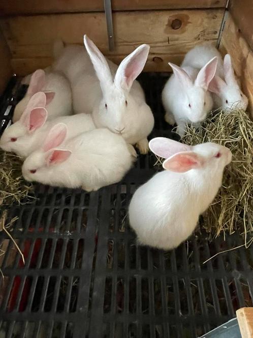 Wit van dendermonde konijnen jongen, Dieren en Toebehoren, Konijnen