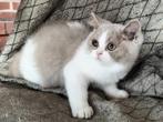 Brits korthaar kittens, Dieren en Toebehoren, Meerdere dieren, 0 tot 2 jaar, Met stamboom