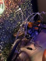 Harley davidson, Motoren, Particulier