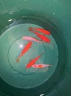 6 sarasa’s te koop gekocht voor 85€ mogen weg voor de helft, Dieren en Toebehoren