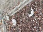 Chinese dwergkwartels, Dieren en Toebehoren, Vogels | Overige Vogels