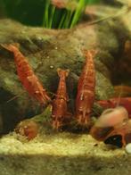 Vuurgarnalen, Dieren en Toebehoren, Kreeft, Krab of Garnaal