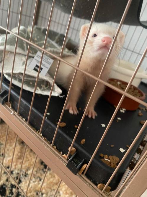 Jong sandy fretje (14 weken), Dieren en Toebehoren, Knaagdieren, Meerdere dieren, Fret, Juni, Tam
