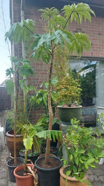 Rijstpapierplant  tetrapanex  beschikbaar voor biedingen