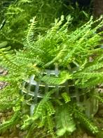 Cameroon moss, Ophalen of Verzenden