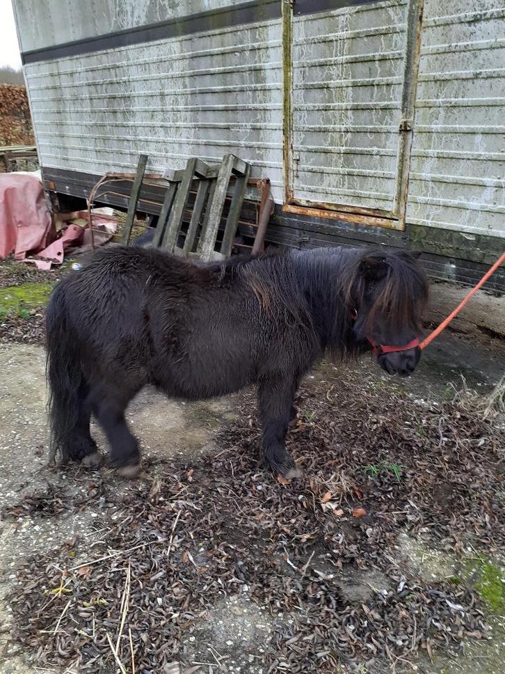 dieren en benodigheden, Animaux & Accessoires, Poneys, Hongre, Poney A (jusqu'à 1.17 m), 11 ans ou plus, Avec puce électronique