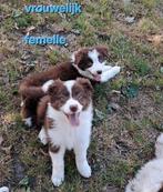 Bruin-witte bordershep pups op boerderij geboren ouders aanw, Dieren en Toebehoren, België, CDV (hondenziekte), 8 tot 15 weken