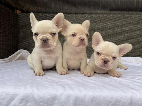 Franse bulldog pups verschillende kleuren, Dieren en Toebehoren, Honden | Bulldogs, Pinschers en Molossers, Meerdere dieren, Bulldog