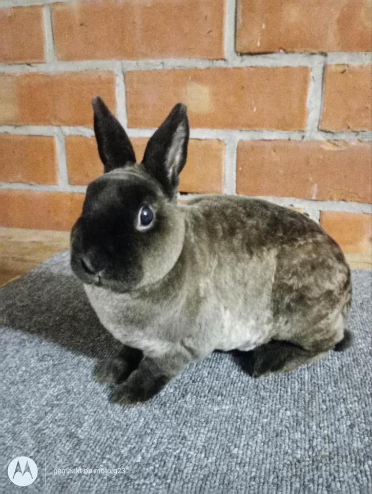 Rex dwerg in sepia marter., Dieren en Toebehoren, Konijnen, Dwerg