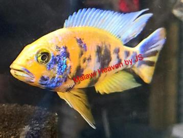 Aulonocara Yellow Berry malawi cichliden, Poisson, Poisson d'eau douce, Banc de poissons