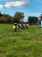 Kudde Walliser schwarznase ooien (5stuks), Dieren en Toebehoren, Schapen, Geiten en Varkens, Vrouwelijk, Schaap, 0 tot 2 jaar